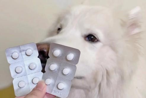 狗狗呕吐吃什么药好得快-图1