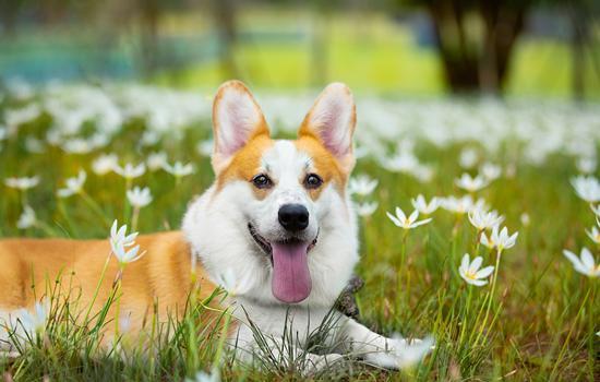 柯基犬怎么养才能养好-图1