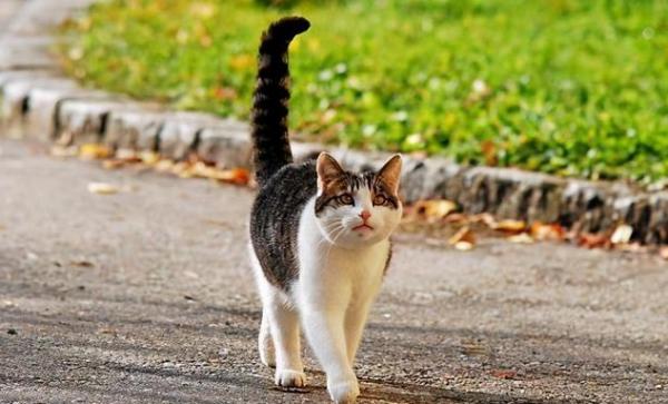 猫竖起尾巴是什么意思-图1