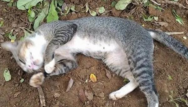 猫死后最好的处理方式