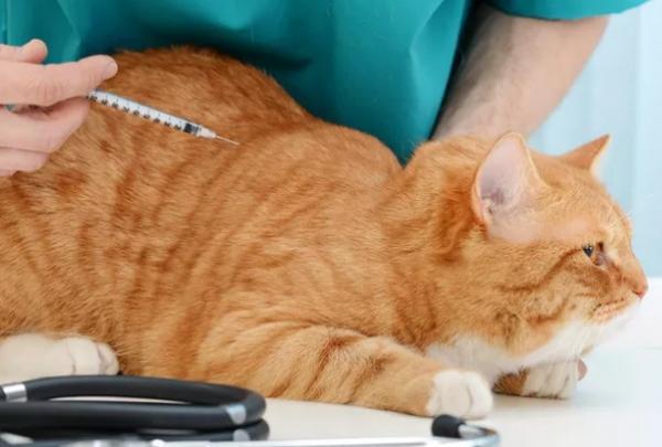 猫糖尿病最佳治疗方法-图1