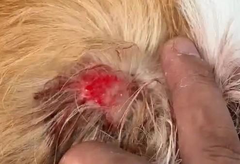 狗狗脓皮症能自愈吗-图1