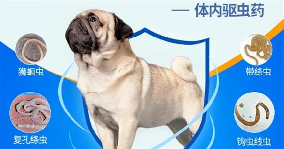 狗狗感染寄生虫会有哪些明显的症状表现？-图1