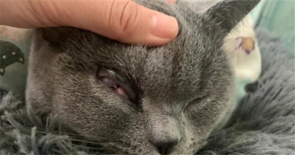 fipv是猫的什么疾病-图1