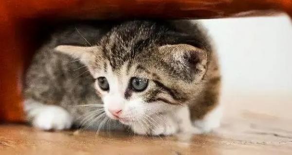 猫咪应激了怎么办-图1