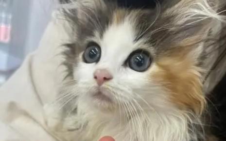 猫咪一直关在家里好吗-图1