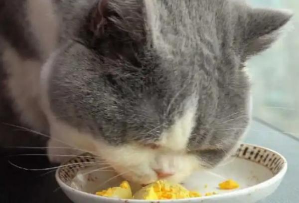 猫咪一周吃几个蛋黄-图1