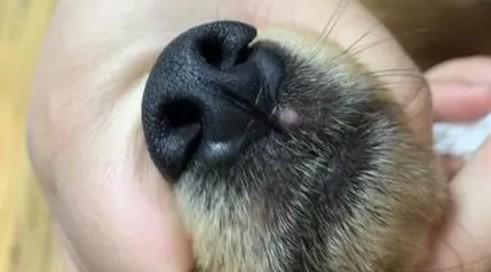 狗狗鼻子上边龟裂了用什么药