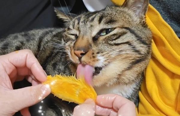 猫能吃芒果吗-图1