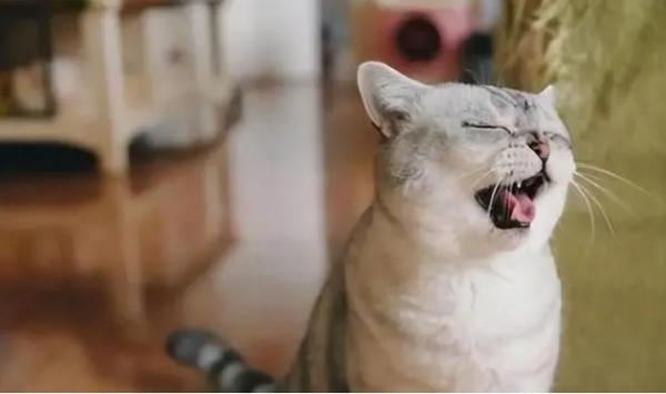 猫咪一分钟呼吸多少次算正常-图1