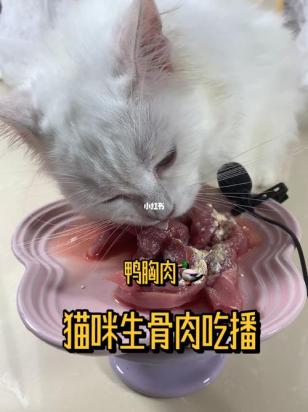 猫能吃骨头吗-图1