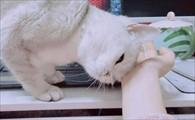 猫咪总是拿头蹭东西-图1