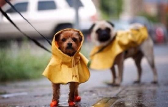 为什么狗不喜欢下雨?-图1
