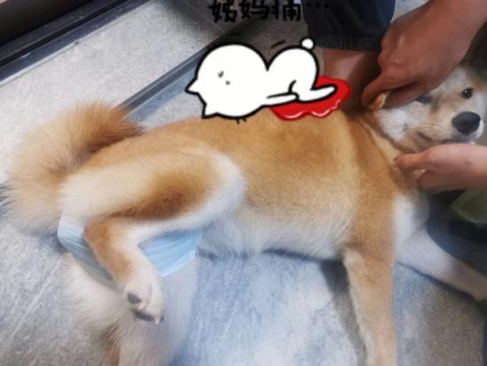 狗狗来月经怎么处理方法-图1