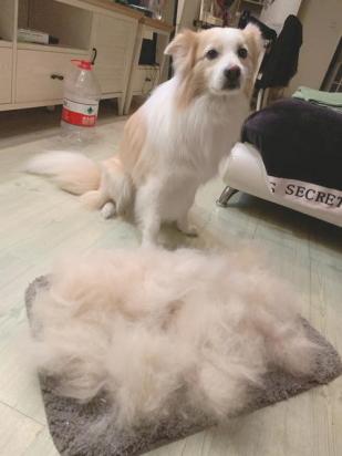 狗狗脱毛期多长时间