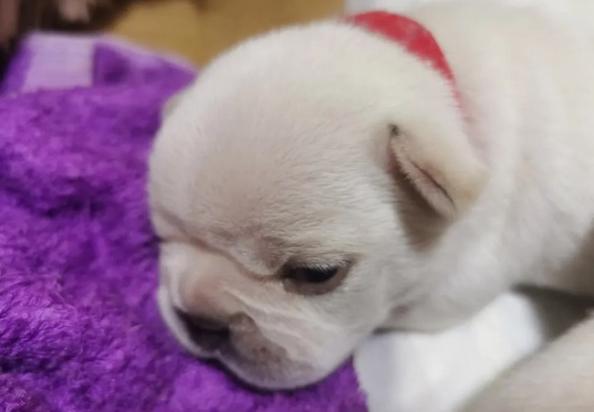 幼犬拉稀怎么办最有效的方法-图1