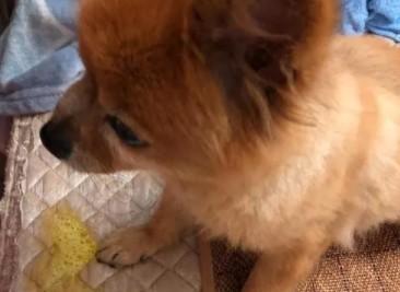 狗狗吐的是透明水状-图1