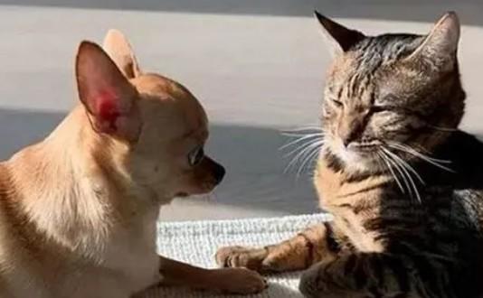 狗狗对小猫的反应及行为解读-1