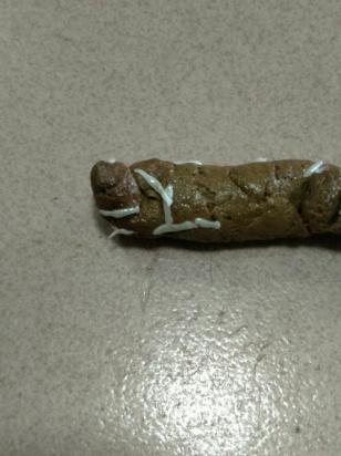 狗狗拉屎有虫子怎么办