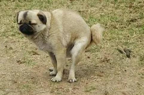 狗狗拉深褐色的稀屎-图1