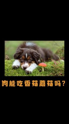 狗狗可以吃香菇吗