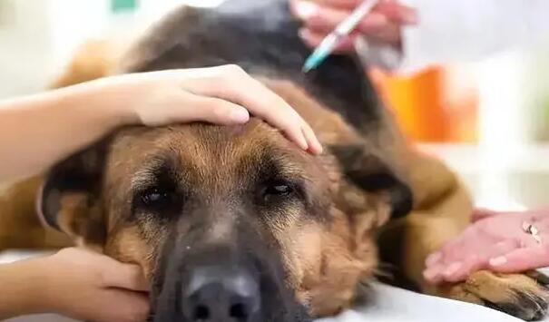 家养宠物犬会有狂犬病毒吗视频-图1