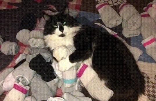猫咪喜欢叼袜子之类的到房间-图1