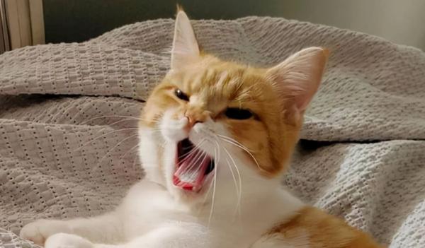 猫咪一直叫个不停怎么办-图1