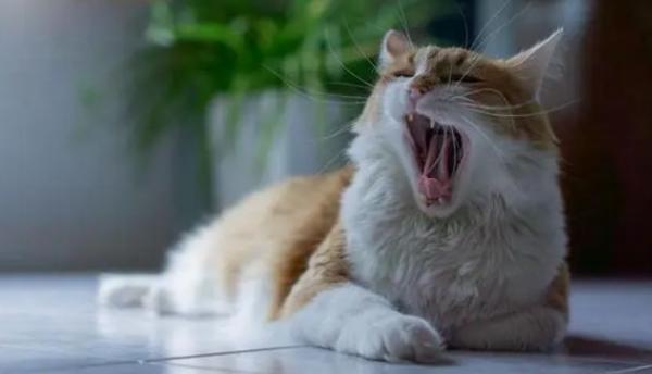 猫咪一抽一抽的像打嗝