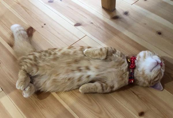 猫咪怎么才算玩累了-图1