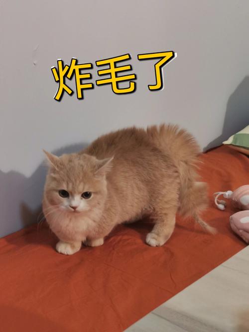 猫咪炸毛是什么原因-图1