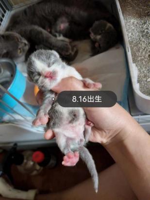 猫生完小猫以后该怎么处理