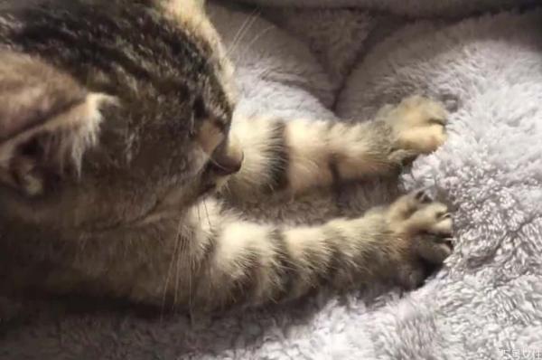 猫咪一边呼噜一边踩奶-图1