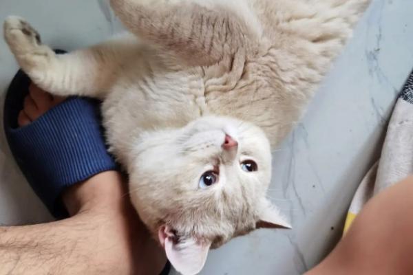 猫咪一直在我脚边蹭是什么原因-图1