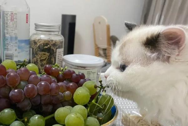猫能吃葡萄吗-图1