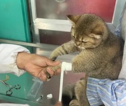 猫千万别做隐睾手术-图1