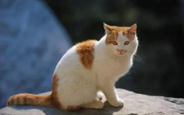 猫咪走路不稳摇摇晃晃怎么回事-图1