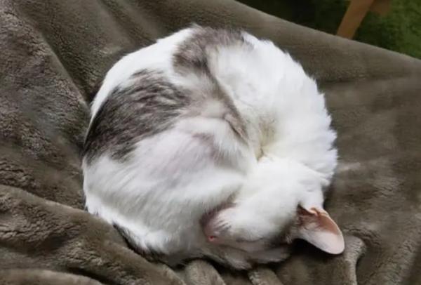 猫咪自来熟好吗-图1