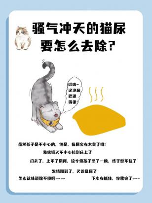 猫尿味怎么去除-图1