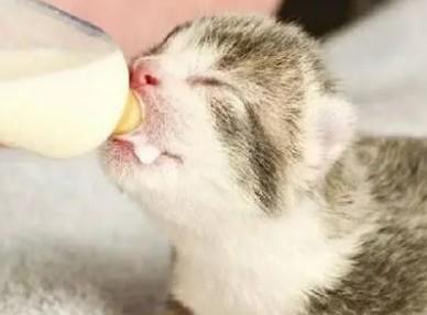 猫去到陌生的地方不吃东西-图1