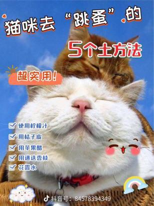 猫去跳蚤最简单的方法