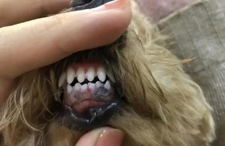 狗狗的牙床为什么发白发黑的原因