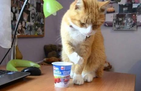 猫能吃酸奶吗-图1