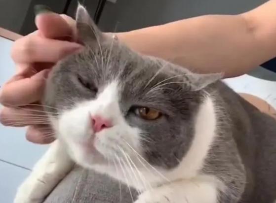 猫内驱外驱多久一次-图1