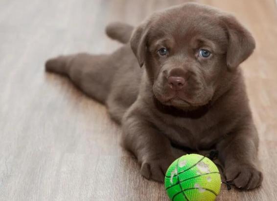 幼犬犬瘟细小症状前兆-图1