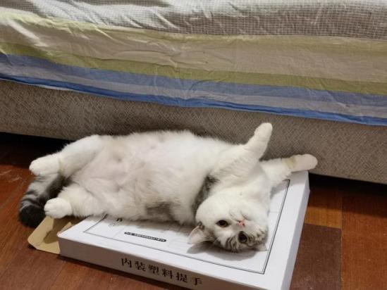 猫咪越来越瘦是怎么回事-图1