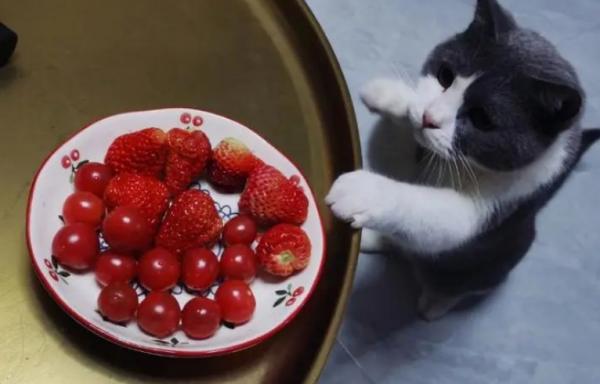 猫能不能吃草莓-图1