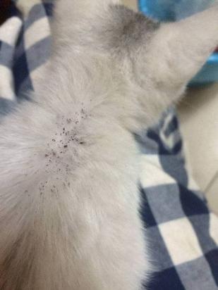 猫身上的跳蚤长什么样-图1