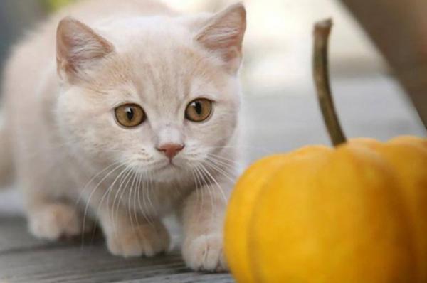 猫能吃南瓜吗