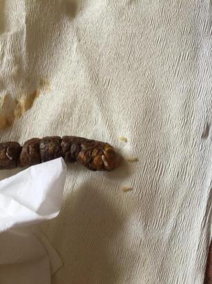 狗狗拉白色蛆一样的虫是啥虫-图1